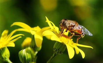 “Ong” lợi ích đừng là “Ruồi” nguy hại